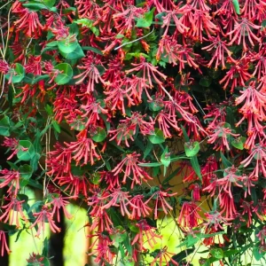 Fragrant Honeysuckle Live Plant - 2.5