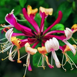 Fragrant Honeysuckle Live Plant - 2.5