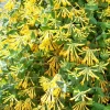 Fragrant Honeysuckle Live Plant - 2.5" Pot Lonicera Vine for Outdoor - Image 1