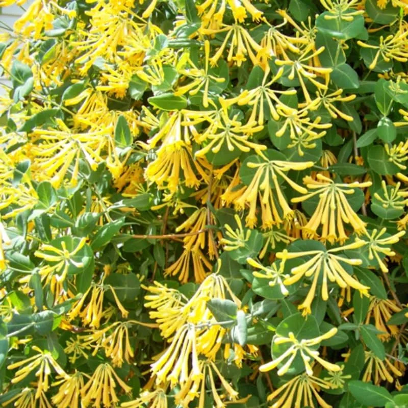 Fragrant Honeysuckle Live Plant - 2.5" Pot Lonicera Vine for Outdoor - Image 1