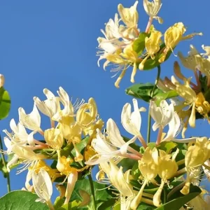 Fragrant Honeysuckle Live Plants, Set of 2, 8-12 Inches Tall, Outdoor Vine - Image 2