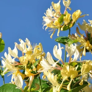 Fragrant Honeysuckle Live Plants, Set of 2, 8-12 Inches Tall, Outdoor Vine - Image 6