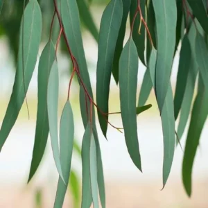 Fragrant Lemon Eucalyptus Live Plant - 5-8 Inches Tall - Dormant - Home Decor - Image 2
