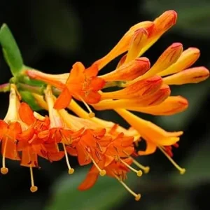 Fragrant Mandarin Honeysuckle Live Vine - Climbing Perennial Plant, 5-10 Inches Tall - Image 2