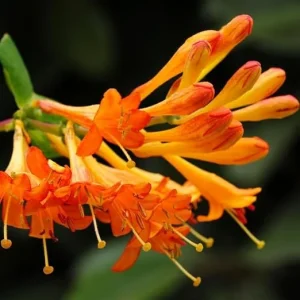 Fragrant Mandarin Honeysuckle Live Vine - Climbing Perennial Plant, 5-10 Inches Tall - Image 4