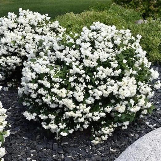 Fragrant Mock Orange Live Shrub Plant in Pot, 5-10 Inches Tall, Outdoor - Image 2