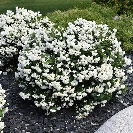 Fragrant Mock Orange Live Shrub Plant in Pot, 5-10 Inches Tall, Outdoor - Image 4