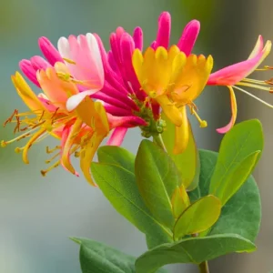 Fragrant Pink Yellow Climbing Honeysuckle Live Vine Plant, 5-9 Inches Tall - Image 3