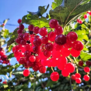 Fragrant Viburnum Live Plant Shrub, 6-12