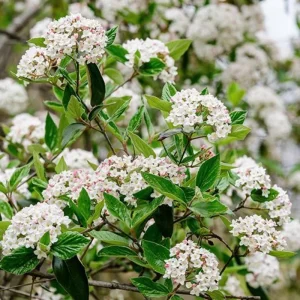 Fragrant Viburnum Live Plant Shrub, 6-12