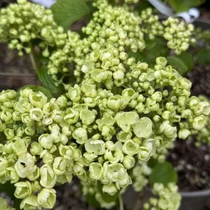 Fragrant Viburnum Live Plant Shrub, 6-12