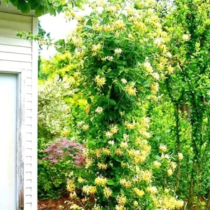 Fragrant Yellow White Climbing Honeysuckle Live Vine Plant, 5-10 Inches Tall, Outdoor - Image 5
