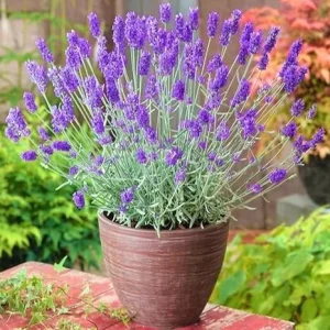 French Lavender Live Plant – 5-9