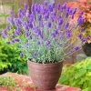 French Lavender Live Plant – 5-9" Tall – Fragrant Purple Blooms – Indoor/Outdoor - Image 1