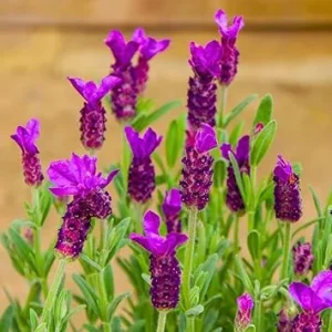 French Lavender Live Plant - Pink Purple Herb, Well-Rooted Plugs, 3-6 Inch Tall Perennial Flowers - Image 5