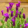 French Lavender Live Plant - Pink Purple Herb, Well-Rooted Plugs, 3-6 Inch Tall Perennial Flowers - Image 1