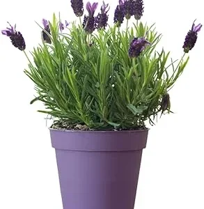 French Lavender Live Plant - Purple Blooms, Cold Hardy, 4-7 Inches Tall - Image 3