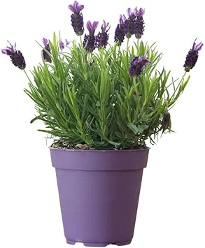 French Lavender Live Plant - Purple Blooms, Cold Hardy, 4-7 Inches Tall - Image 3
