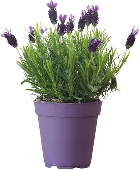 French Lavender Live Plant - Purple Blooms, Cold Hardy, 4-7 Inches Tall - Image 4