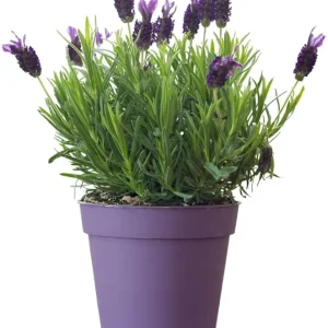 French Lavender Live Plant - Purple Blooms, Cold Hardy, 4-7 Inches Tall - Image 7