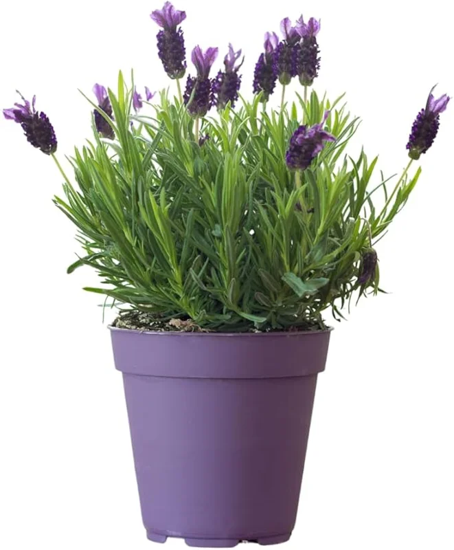 French Lavender Live Plant - Purple Blooms, Cold Hardy, 4-7 Inches Tall - Image 7