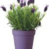 French Lavender Live Plant - Purple Blooms, Cold Hardy, 4-7 Inches Tall - Image 1