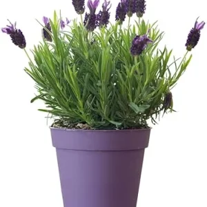 French Lavender Live Plant - Purple Blooms, Cold Hardy, 4-7 Inches Tall - Image 1