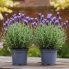 French Lavender Live Plants - 2 Pack, 4-6 Inch Tall Perennial Flowers for Outdoor & Indoor - Image 1