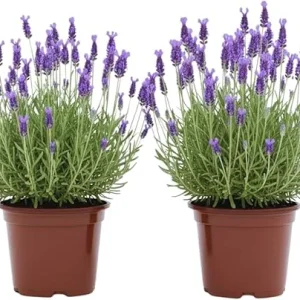 French Lavender Live Plants - 2 Pack, 4 Inch Potted, Outdoor/Indoor Fragrant Herb - Image 2