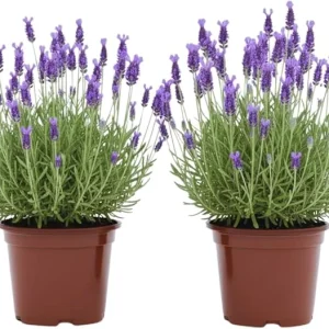 French Lavender Live Plants - 2 Pack, 4 Inch Potted, Outdoor/Indoor Fragrant Herb - Image 3