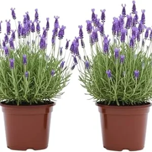 French Lavender Live Plants - 2 Pack, 4 Inch Potted, Outdoor/Indoor Fragrant Herb - Image 5