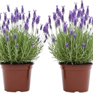 French Lavender Live Plants - 2 Pack, 4 Inch Potted, Outdoor/Indoor Fragrant Herb - Image 6