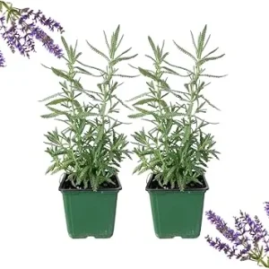 French Lavender Live Plants, Set of 2, 4