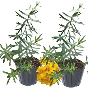 French Tarragon Live Plant - Pack of 2 Herb Plants, 5-9 Inches Tall, Ready to Grow - Image 2