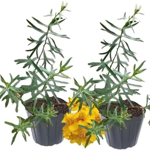 French Tarragon Live Plant - Pack of 2 Herb Plants, 5-9 Inches Tall, Ready to Grow - Image 3