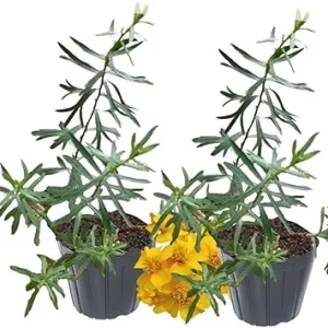 French Tarragon Live Plant - Pack of 2 Herb Plants, 5-9 Inches Tall, Ready to Grow - Image 4