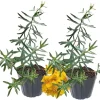 French Tarragon Live Plant - Pack of 2 Herb Plants, 5-9 Inches Tall, Ready to Grow - Image 1