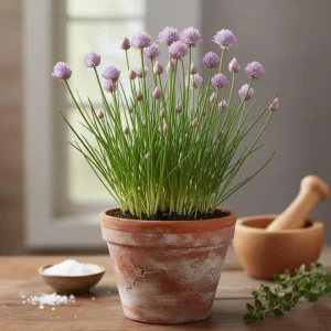 Fresh Herb Cuttings & Rooted Plants - Rosemary, Lavender, Chives, Oregano, Citronella, Sage, Thyme - Culinary & Medicinal - Image 4