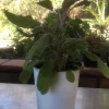 Fresh Sage Leaves - Naturally Grown, Culinary & Craft Herb - Image 1