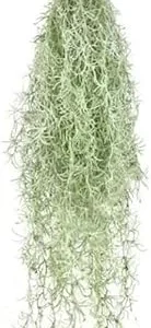 Fresh Spanish Moss Live Air Plant Tillandsia - 1 Clump, 10