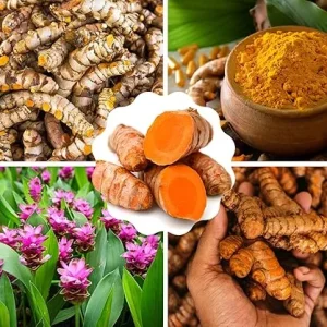 Fresh Turmeric Roots for Planting, 1 Lb Golden Rhizomes, Raw Yellow Curcuma Longa, Live Turmeric Bulbs - Image 5