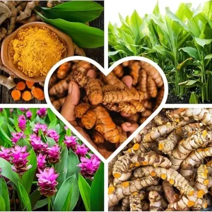 Fresh Turmeric Roots for Planting – 1Lb Raw Yellow Rhizomes – Live Plant – Indoor/Outdoor - Image 5
