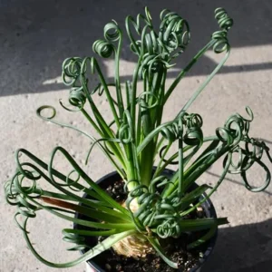 Frizzle Sizzle Albuca Plant Live 3.5 Inch Pot - Rare Spiraling Succulent Indoor - Image 2