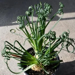 Frizzle Sizzle Albuca Plant Live 3.5 Inch Pot - Rare Spiraling Succulent Indoor - Image 7