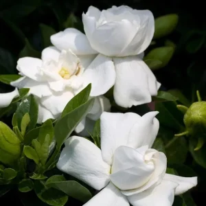 Frostproof Gardenia Live Plant - 2 Pack, 5-8