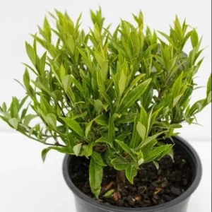 Frostproof Gardenia Live Plant - 2 Pack, 5-8