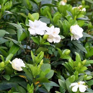 Frostproof Gardenia Live Plant - 2 Pack, 5-8