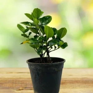 Frostproof Gardenia Live Plant - 2 Pack, 5-8