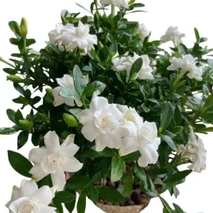 Frostproof Gardenia Live Plant - 2 Pack, 5-8