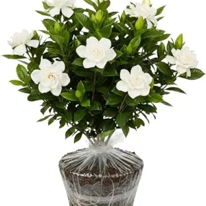 Frostproof Gardenia Live Plant – Fragrant Cape Jasmine 5-9 Inches Tall – Indoor/Outdoor - Image 6